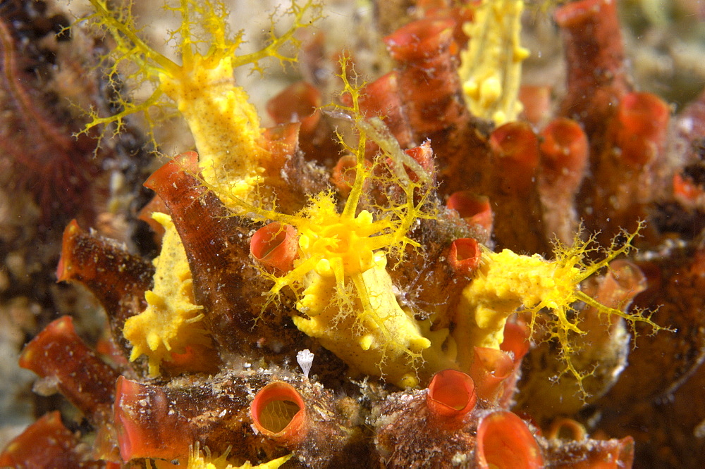 Sea Cucumber (Colochirus robustus).  Borneo, Malaysia   (RR)