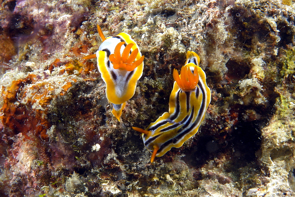 Dorid Seaslug(Chromodoris magnifica).  Borneo, Malaysia   (RR)