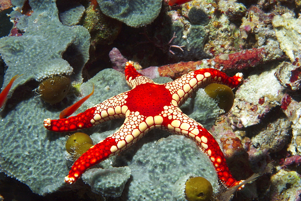 Starfish (Fromia monilis).  Sipadan Island, Malaysia   (RR)