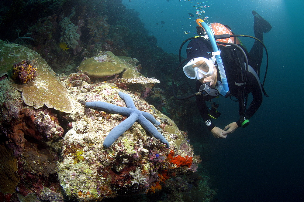 Diver and Sea Star (Linckia laevigata). Borneo, Malaysia   (RR)