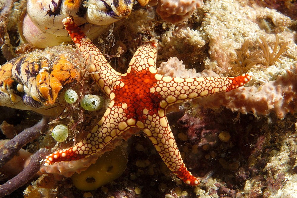 Sea Star (Fromia nodosa).  Borneo, Malaysia   (RR)