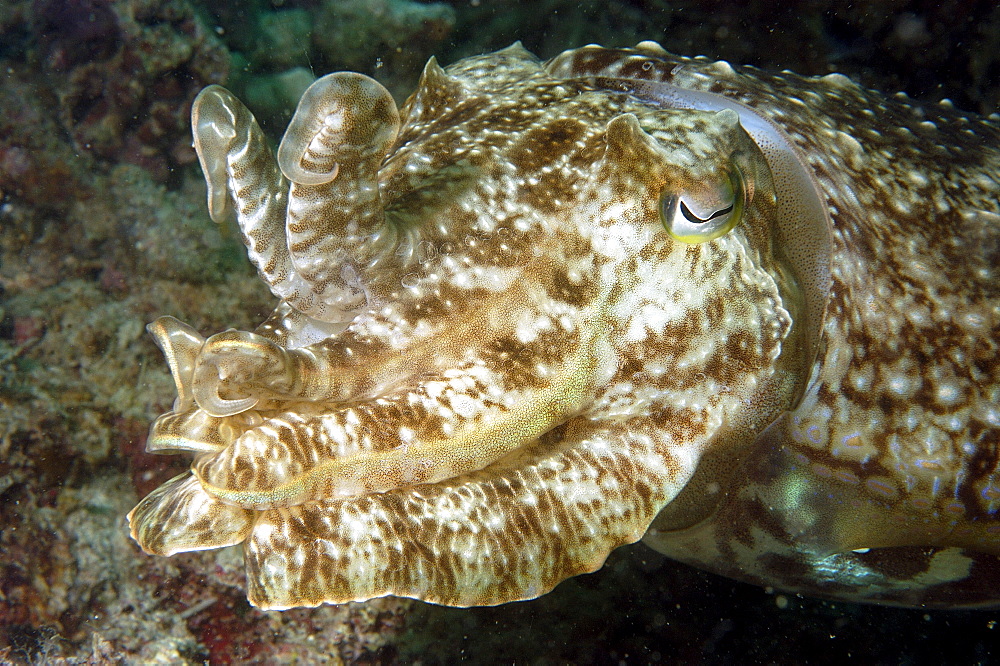 Cuttlefish (Sepia sp).  Borneo, Malaysia   (RR)