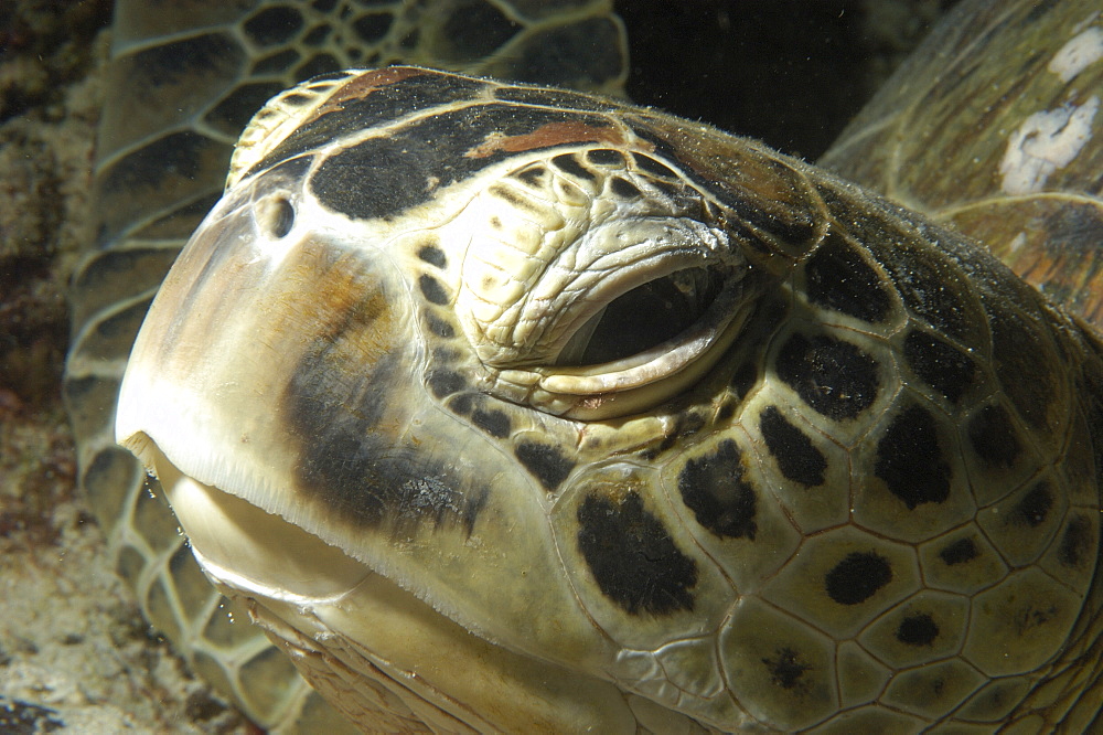 Hawksbill Turtle (Eretmochelys imbricata)?. Sipadan Island, Malaysia   (RR)