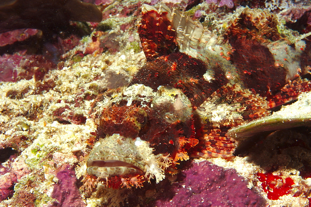 Scorpionfish (Scorpaenopsis sp). Sipadan Island, Malaysia   (RR)