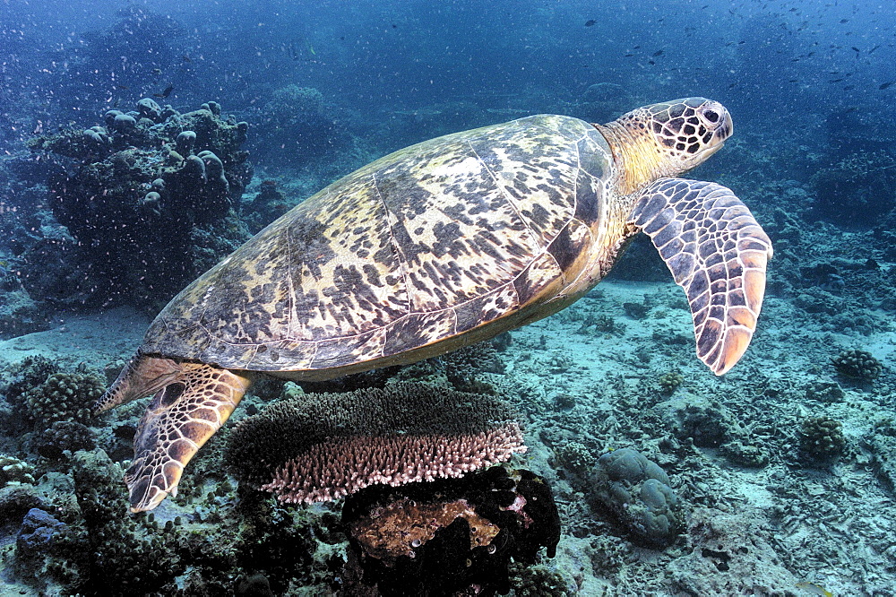 Green Turtle (Chelonia mydas).  Borneo, Malaysia   (RR)