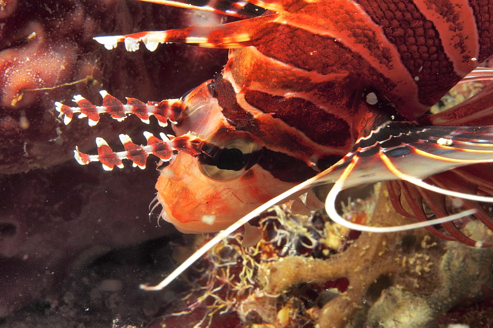 Lionfish (Pterois radiata?). Sipadan Island, Malaysia   (RR)