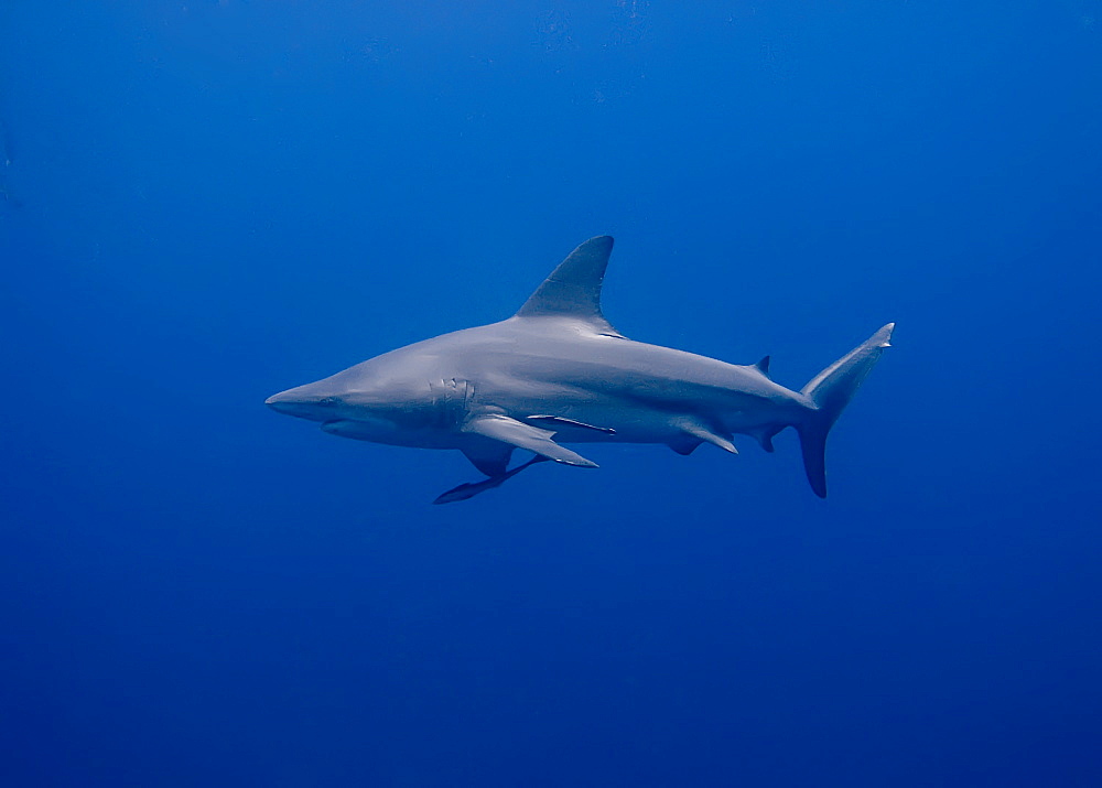 Blacktip shark (Carcharhinus limbatus) Species Near threatened. Shark and Yolanda, Sharm El Sheikh, South Sinai, Red Sea, Egypt.