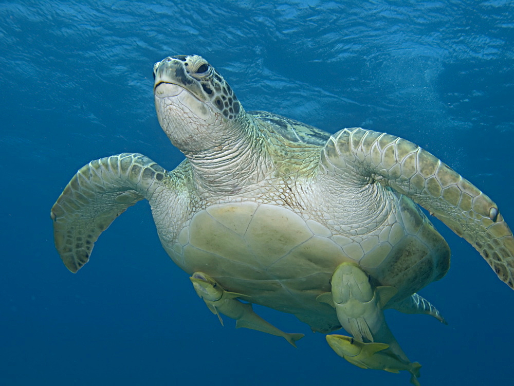 Large Green Turtle (Chelonia mydas) grazing on the seagrass beds of Marsa Abu Dabab. These pristine seagrass beds attract herds of grazing green turtles. Marsa Abu Dabab, Marsa Alaam, Red Sea, Egypt.