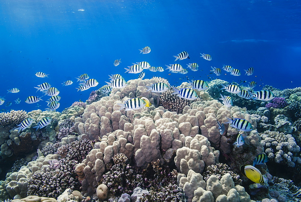 School of sergeant major fish (Abudefduf vaigiensis) over pristine coral reef, Jackson Reef, off Sharm el Sheikh, Sinai, Egypt, Red Sea, Egypt, North Africa, Africa