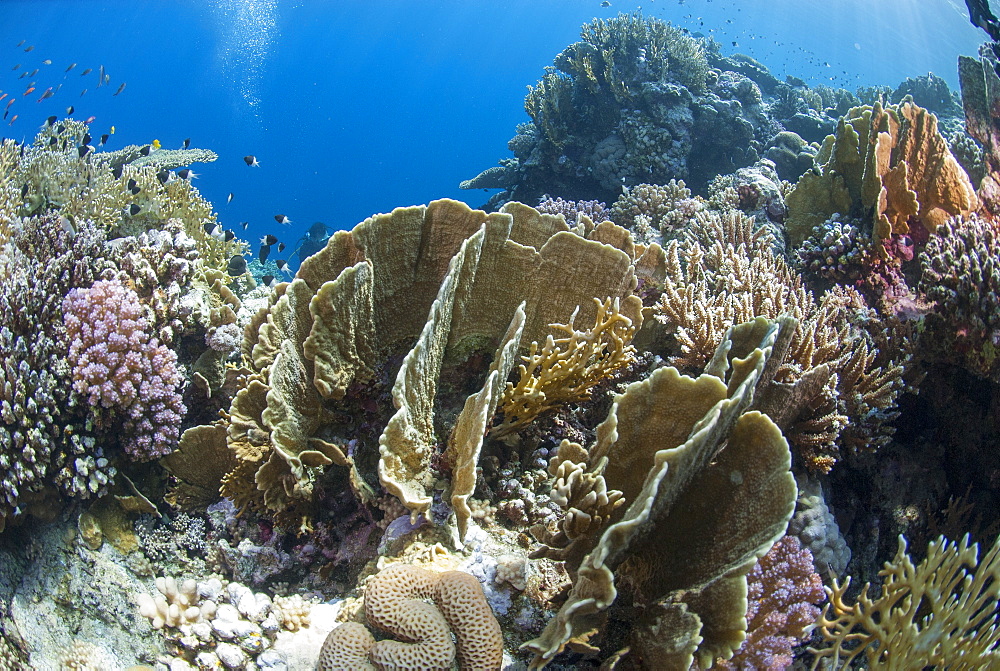 Tropical coral reef scene in natural lighting, Ras Mohammed National Park, off Sharm el Sheikh, Sinai, Egypt, Red Sea, Egypt, North Africa, Africa