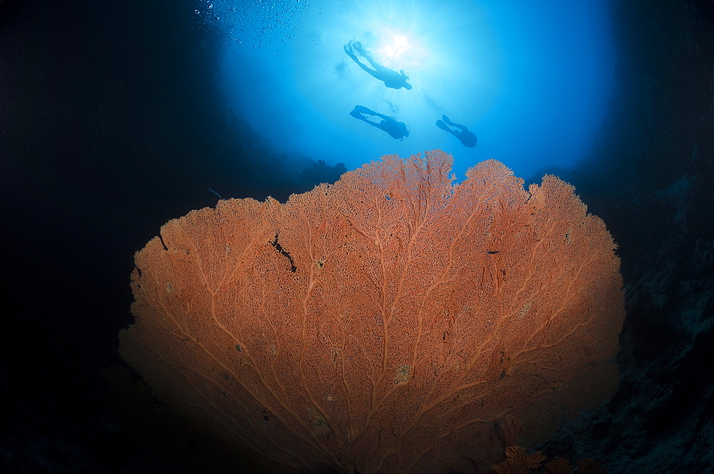 Silhouette of three scuba divers above giant sea fan (Annella mollis), Ras Mohammed National Park, Red Sea, Egypt, North Africa, Africa 