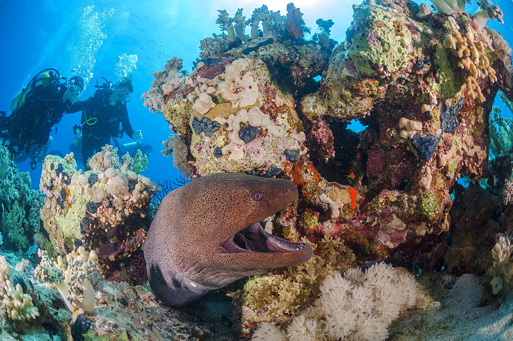 Two scuba divers, giant moray (Gymnothorax javanicus) with open mouth, and coral reef, Ras Mohammed National Park, Red Sea, Egypt, North Africa, Africa