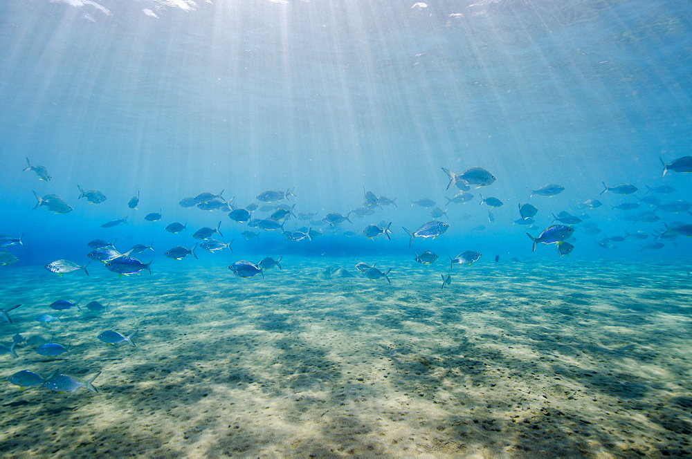 Shoal of fish in shallow sandy bay, Naama Bay, Sharm el-Sheikh, Red Sea, Egypt, North Africa, Africa 