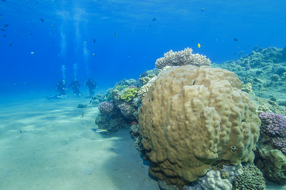 Coral reef and three scuba divers, Naama Bay, Sharm el-Sheikh, Red Sea, Egypt, North Africa, Africa 