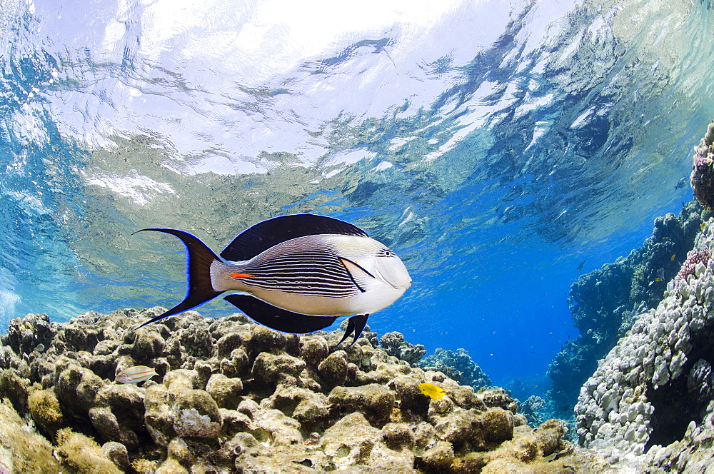 Sohal surgeonfish (Acanthurus sohal) in shallow water, low angle view, Ras Mohammed National Park, Red Sea, Egypt, North Africa, Africa 