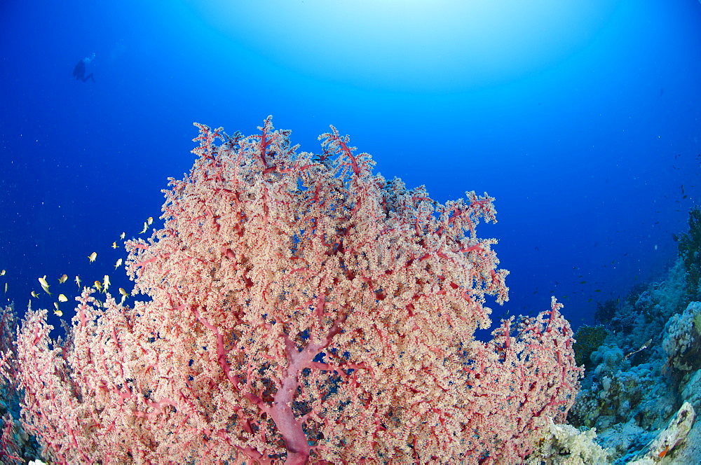 Splendid knotted fan coral  (Acabaria splendens), Ras Mohammed National Park, Red Sea, Egypt, North Africa, Africa 