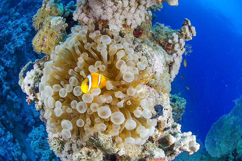 Red sea anemone fish (amphiprion bicinctus) and Haddons's anemone, Ras Mohammed National Park, Red Sea, Egypt, North Africa, Africa 