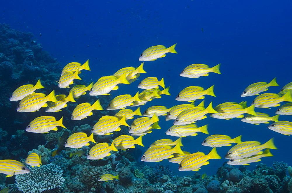 Medium shoal or school of blue striped snapper (Lutjanus kasmira), Naama Bay, off Sharm el-Sheikh, Sinai, Red Sea, Egypt, North Africa, Africa 