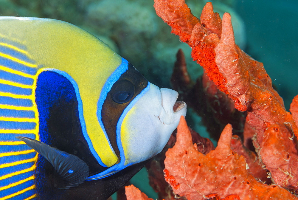 Emperor angelfish (Pomacanthus imperator) close-up, Naama Bay, off Sharm el-Sheikh, Sinai, Red Sea, Egypt, North Africa, Africa 