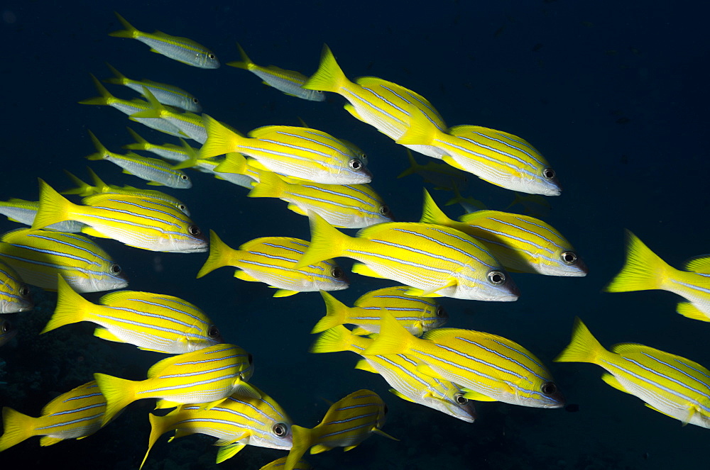 Medium shoal or school of blue striped snapper (Lutjanus kasmira), Naama Bay, off Sharm el-Sheikh, Sinai, Red Sea, Egypt, North Africa, Africa 