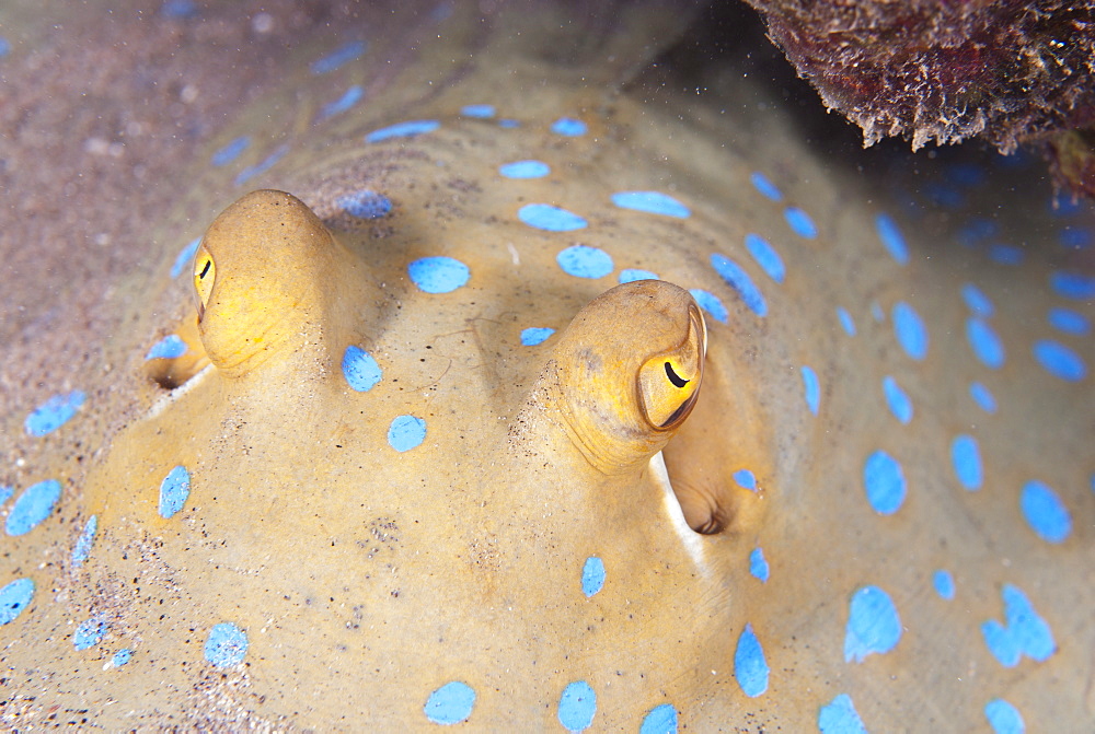 Close-up of eyes of a bluespotted stingray (Taeniura lymma), Naama Bay, off Sharm el-Sheikh, Sinai, Red Sea, Egypt, North Africa, Africa 