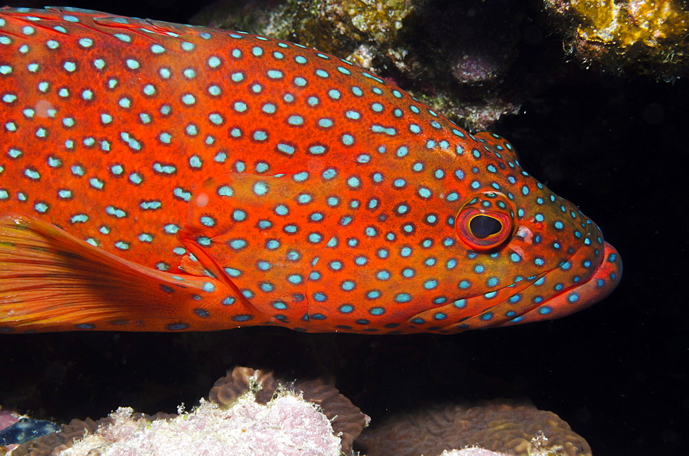 Red Sea coral grouper (Plectropomus pessuliferus) close-up, Ras Mohammed National Park, off Sharm el-Sheikh, Sinai, Red Sea, Egypt, North Africa, Africa 