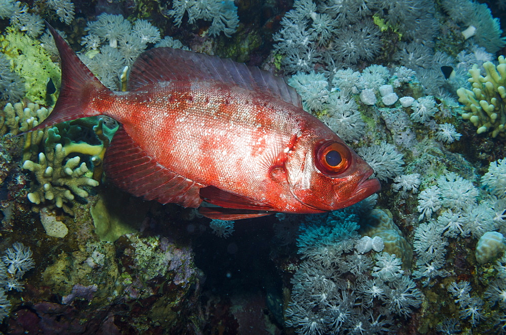 Glasseye (Heteropriacanthus cruentatus) close-up, Ras Mohammed National Park, off Sharm el-Sheikh, Sinai, Red Sea, Egypt, North Africa, Africa 