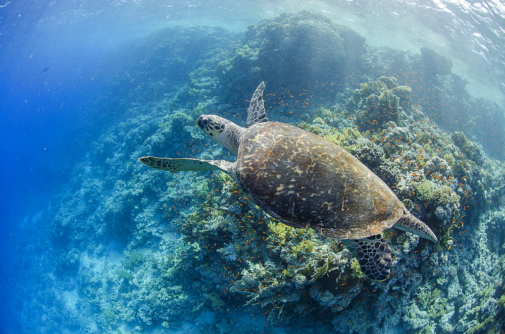 The critically endangered hawksbill turtle (Eretmochelys imbricata) above coral reef, Ras Mohammed National Park, off Sharm el-Sheikh, Sinai, Red Sea, Egypt, North Africa, Africa 