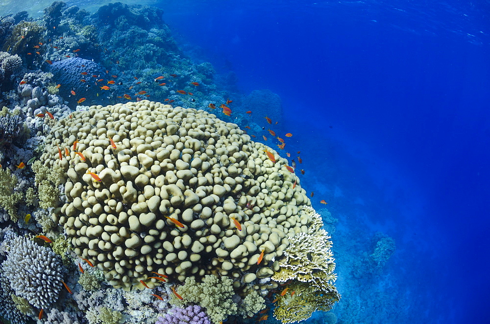 Tropical coral reef scene, Ras Mohammed National Park, off Sharm el-Sheikh, Sinai, Red Sea, Egypt, North Africa, Africa 