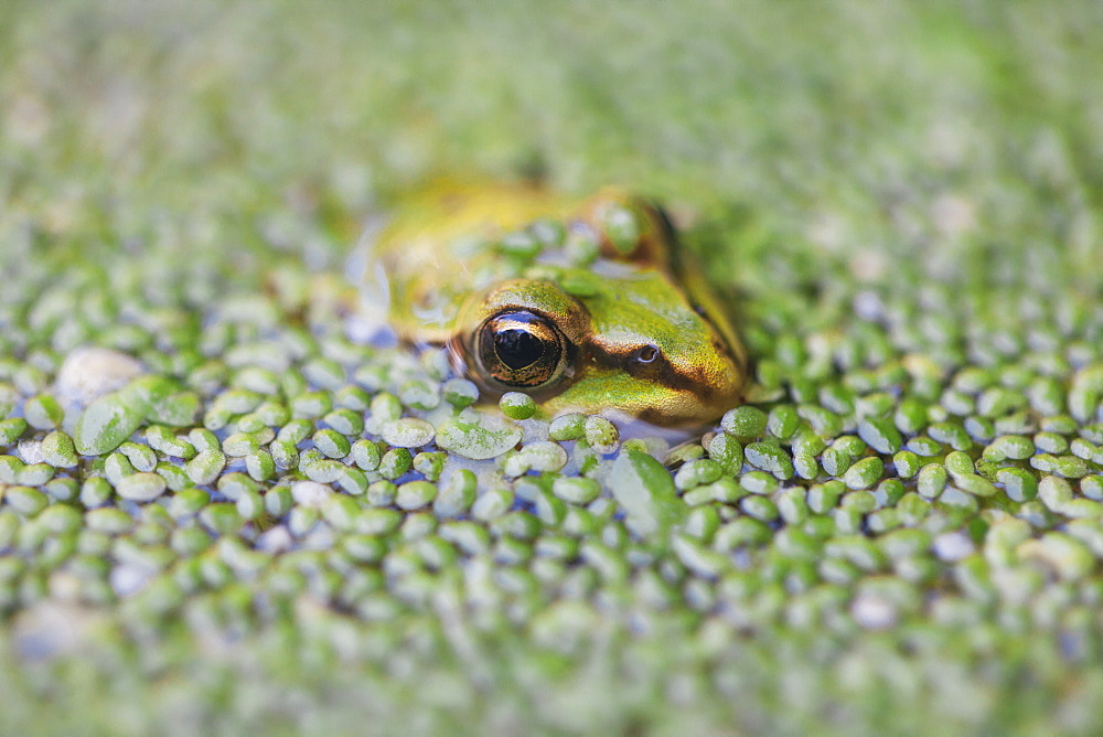 Close-up of European common frog (Rana temporaria), North Brabant, The Netherlands, Europe 