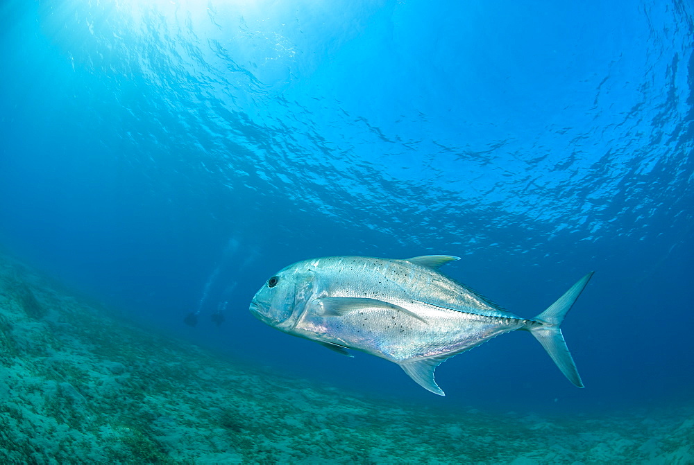 Giant trevally (Caranx ignobilis) swimming above sea grass field, Naama Bay, Ras Mohammed National Park, Sharm El Sheikh, Red Sea, Egypt, North Africa, Africa