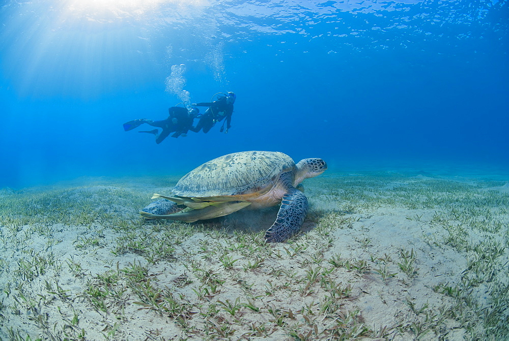 Green sea turtle (Chelonia mydas) resting on sea grass with on-looking scuba divers, Naama Bay, Ras Mohammed National Park, Sharm El Sheikh, Red Sea, Egypt, North Africa, Africa