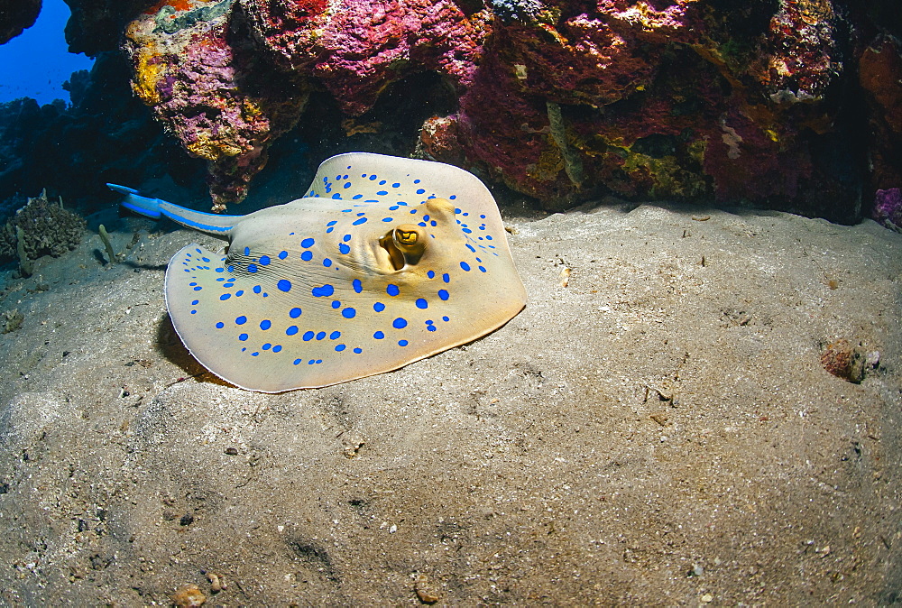 Bluespotted stingray (Taeniura lymma), front side view, Naama Bay, Sharm El Sheikh, Red Sea, Egypt, North Africa, Africa