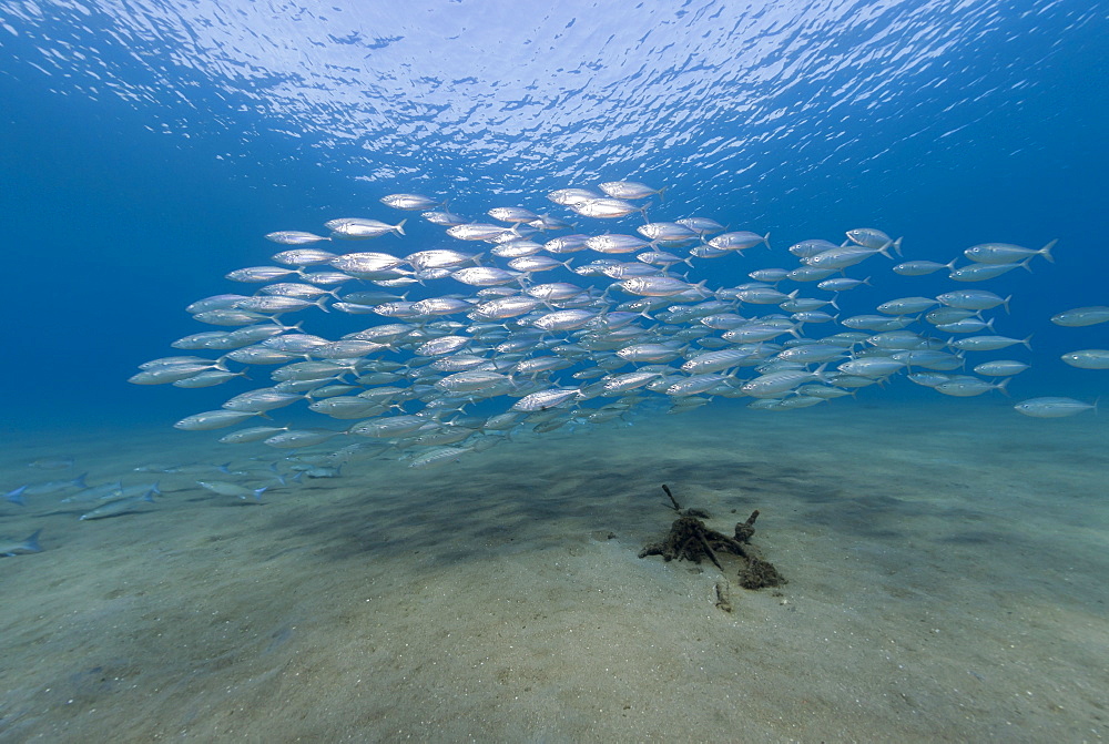 Small school of Indian mackerel (Rastrelliger kanagurta) in shallow water, Naama Bay, Sharm El Sheikh, Red Sea, Egypt, North Africa, Africa