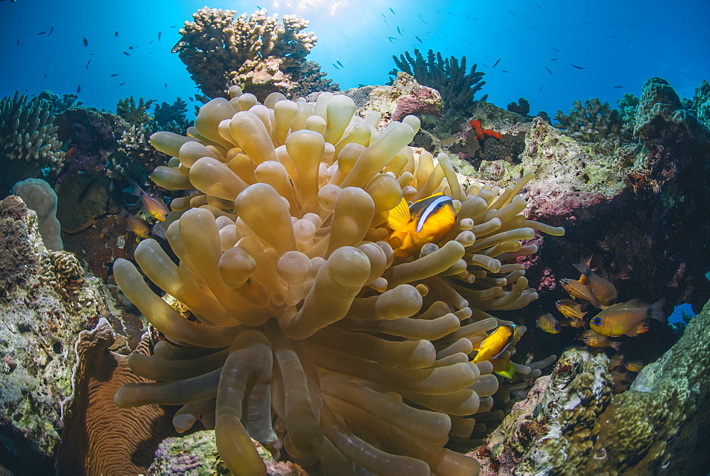 Red Sea Anemone fish (Amphiprion bicinctus) and Bubble anemone (Entacmaea quadricolor), Naama Bay, Sharm El Sheikh, Red Sea, Egypt, North Africa, Africa