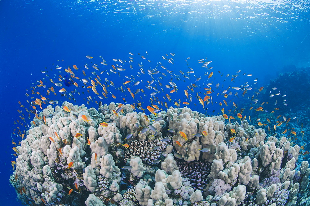 Lyretail anthias (Pseudanthias squamipinnis), school over mountain coral, reef, Ras Mohammed National Park, Sharm El Sheikh, Red Sea, Egypt, North Africa, Africa