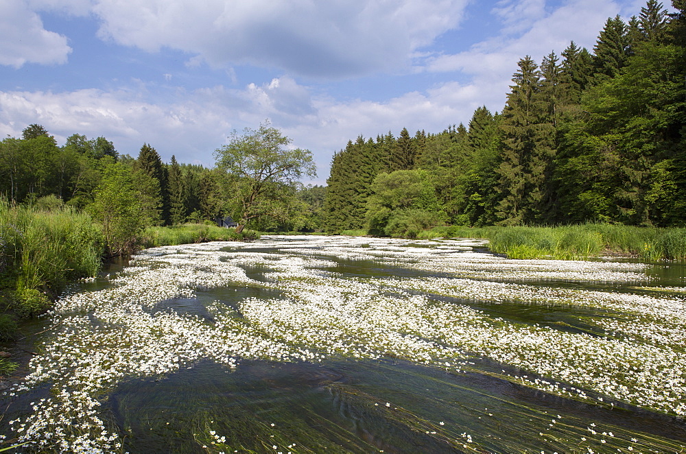 Water crowfoot (Ranunculus fluitans), The Semois River, Semois Valley, Belgian Ardennes, Wallonia region, Belgium, Europe