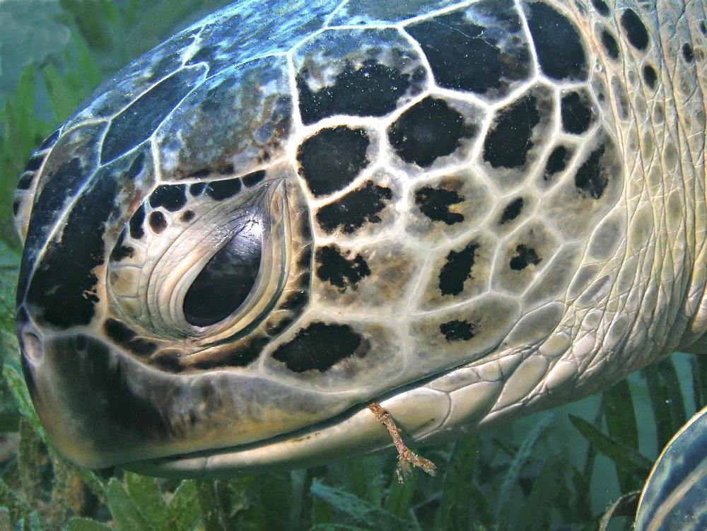 Green turtle (Chelonia mydas).Species Endangered. Na'ama Bay,South Sinai, Red Sea, Egypt.