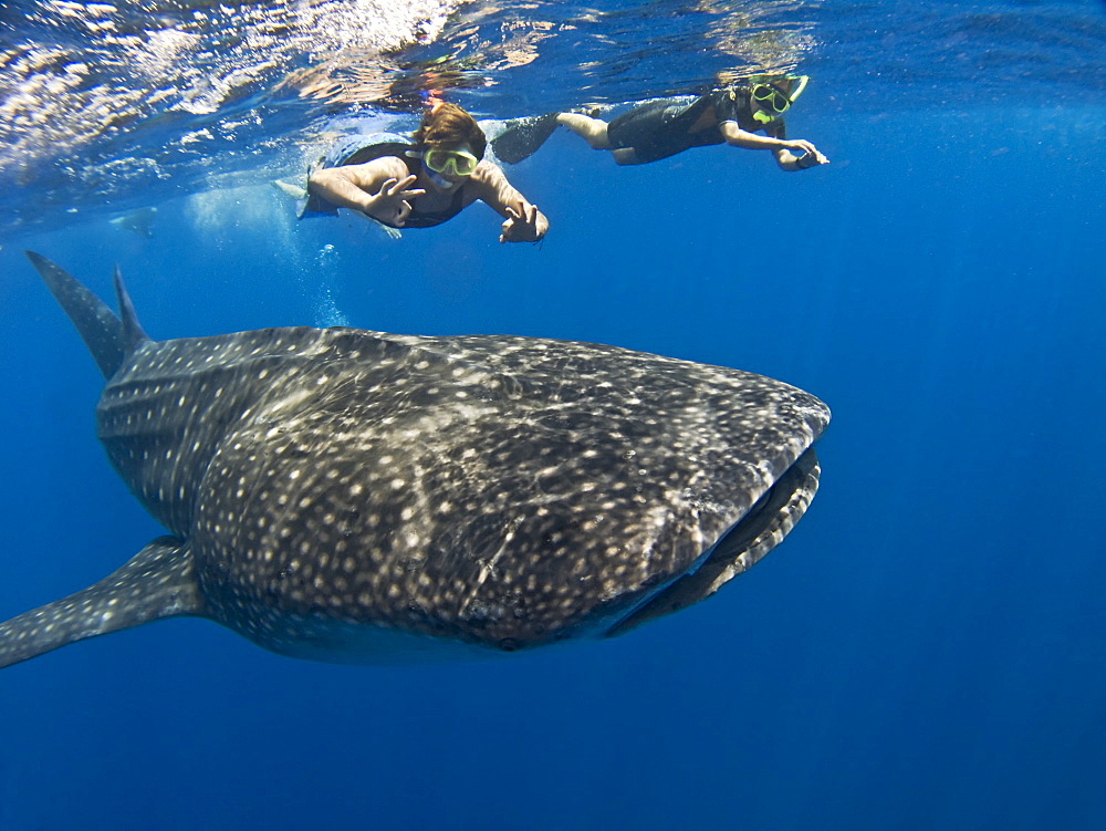 Snorkellers getting close up to the elusive Whale shark (Rhincodon typus). Species Endangered. Sharm El Sheikh, South Sinai, Red Sea, Egypt