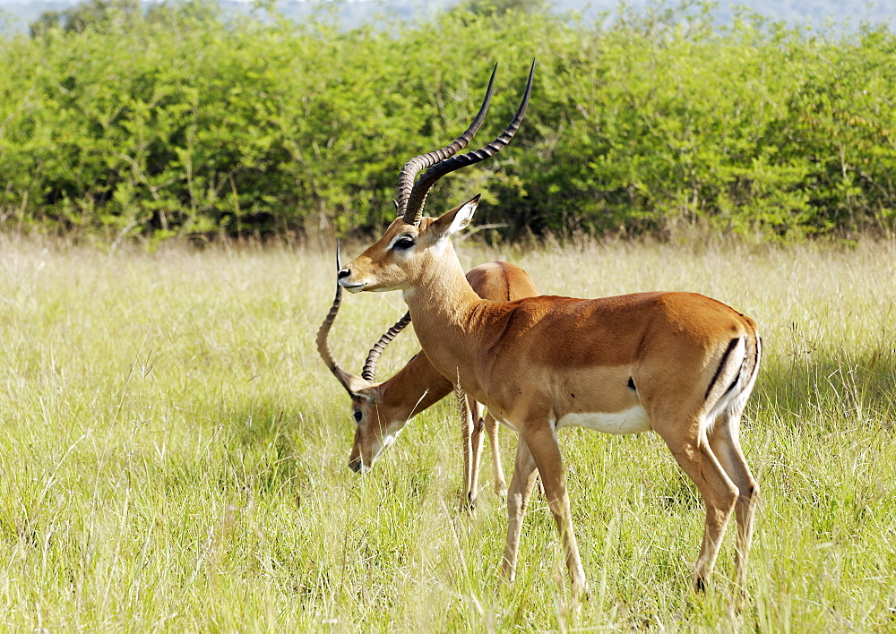 Two Antelope grazing in Kagera National Park, Rwanda. Kagera National Park, Rwanda, East Africa