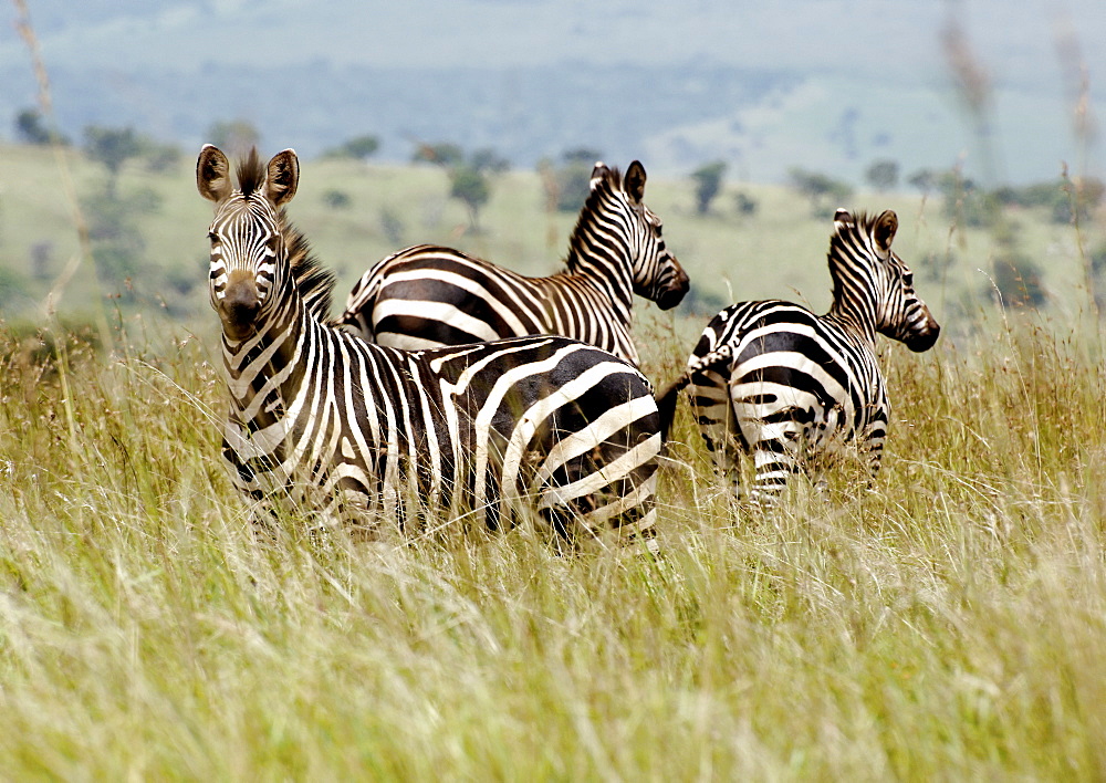 Three Plains Zebra grazing in the tall grass in Kagera National Park, Rwanda. Kagera National Park, Rwanda, East Africa