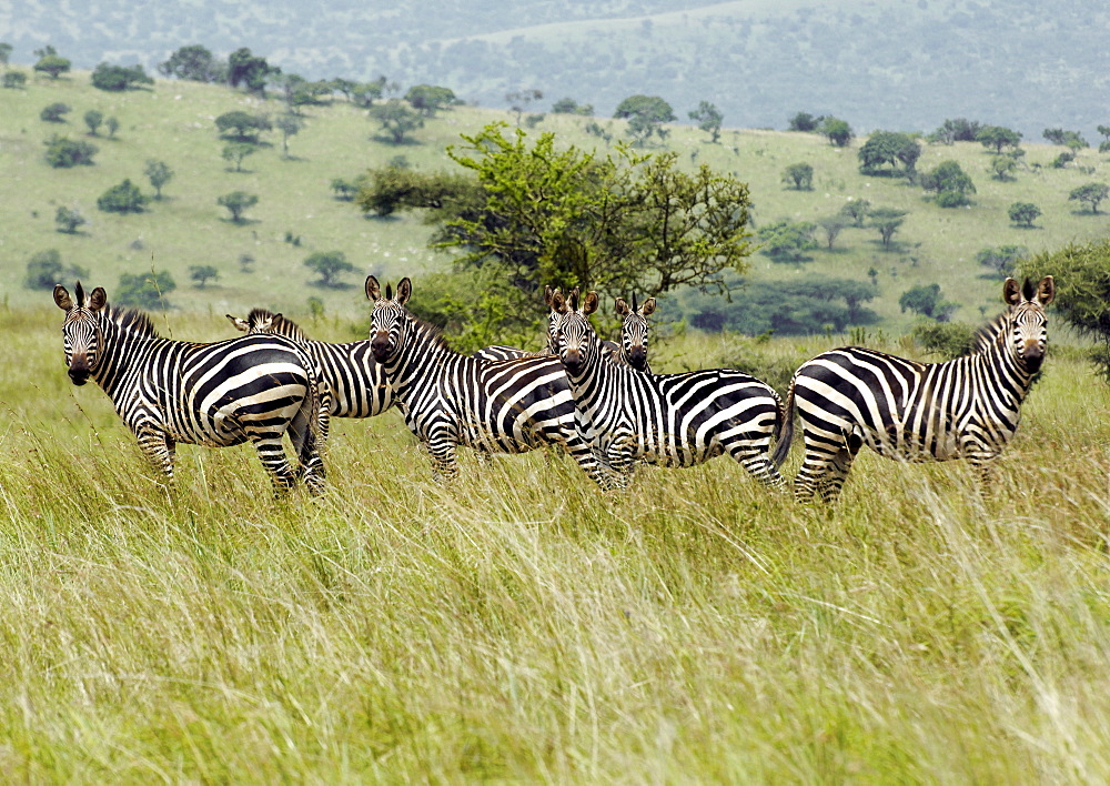 A herd of Zebra grazing on the Kagera National Park Savanna. Kagera National Park, Rwanda, East Africa