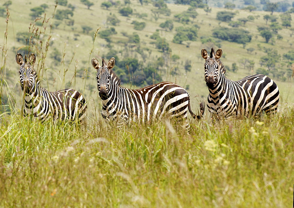 Three Plains Zebra grazing in the tall grass in Kagera National Park, Rwanda.  Standing parallel to each other. Kagera National Park, Rwanda, East Africa