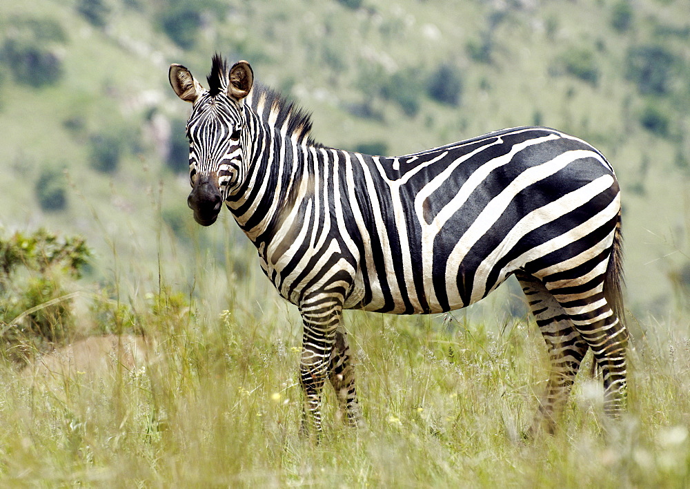 Single Plains Zebra (Equus quagga, formerly Equus burchelli), stands alert, ears forward looking for danger. Kagera National Park, Rwanda, East Africa