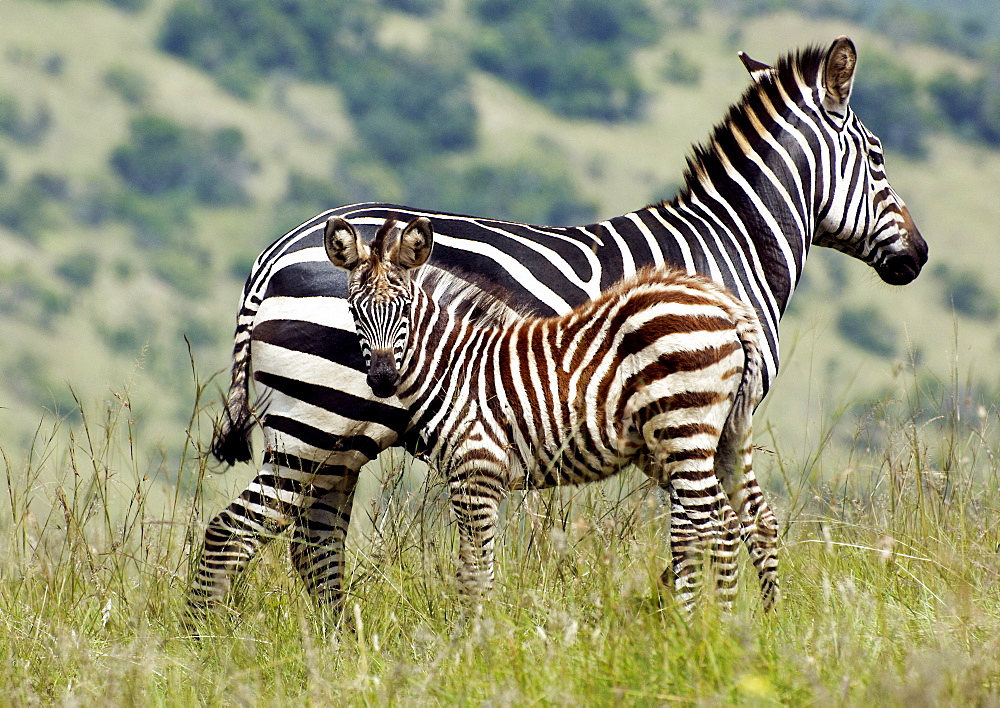 Mother and baby Plains Zebra (Equus quagga, formerly Equus burchelli).  Young Zebra is inquisitive but stays close to mother. Kagera National Park, Rwanda, East Africa