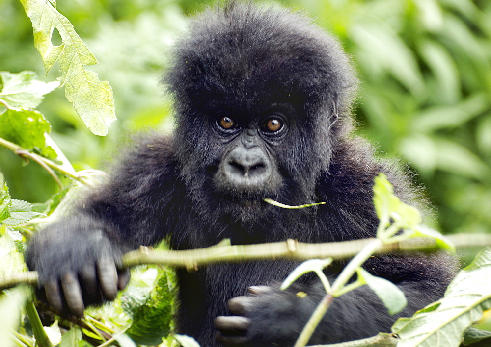 Baby Gorilla living in the mountains of the Volcanoes National Park, Rwanda.  Chewing on a leaf and negotiating a branch in front of them. Volcanoes National Park, Virunga mountains, Rwanda, East Africa