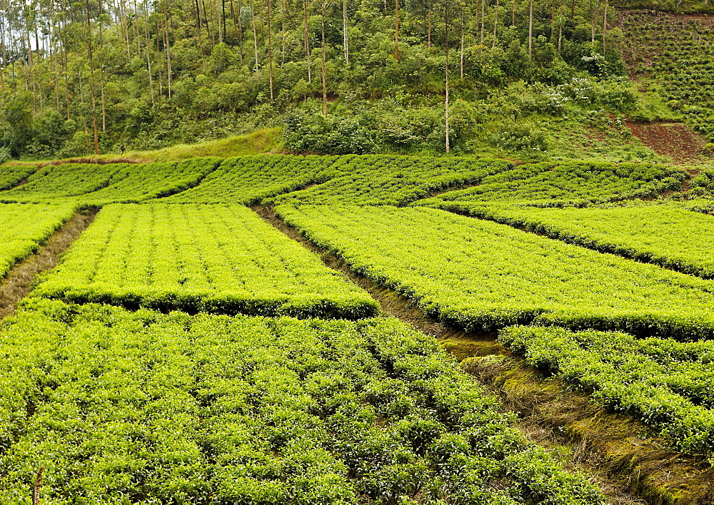 Tea plantation near Gikongoro, south west Rwanda . Gikongoro, Rwanda, East Africa