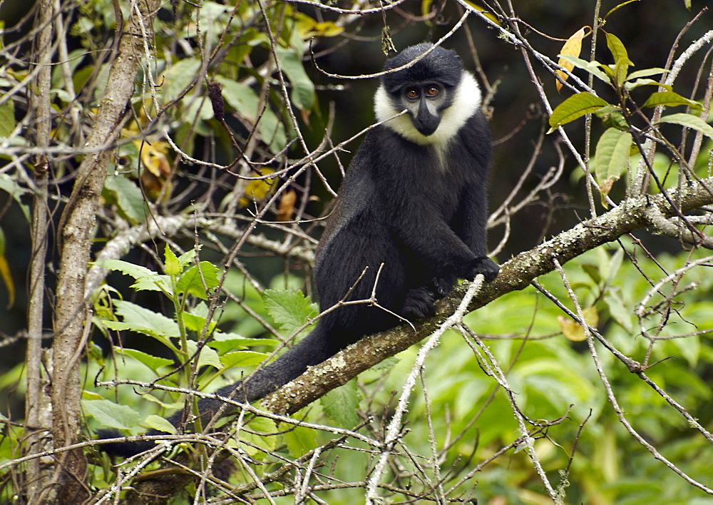 L'Hoest's Monkey (Cercopithecus lhoesti), or Mountain Monkey, is a guenon found in the upper eastern Congo basin. They mostly live in mountainous forest areas in small, female-dominated groups. They have a dark coat and can be distinguished by a characteristic white beard. Gikongoro, Rwanda, East Africa