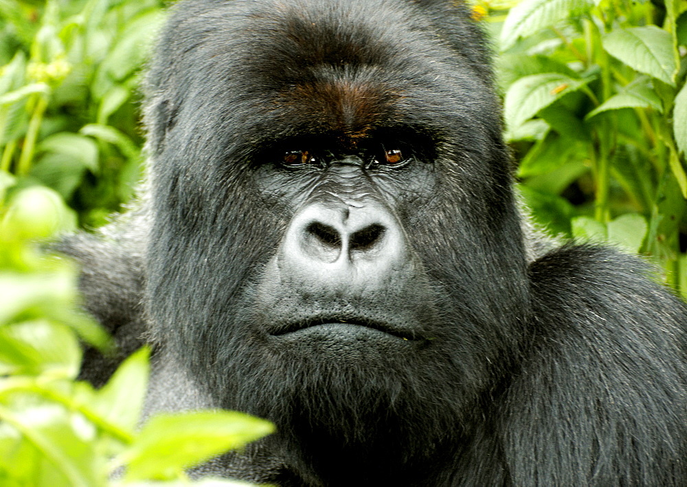 Sliverback Mountain Gorilla sitting amongst the vegetation of the Volcanoes National Park Rain forest, Rwanda. Volcanoes National Park, Virunga mountains, Rwanda, East Africa