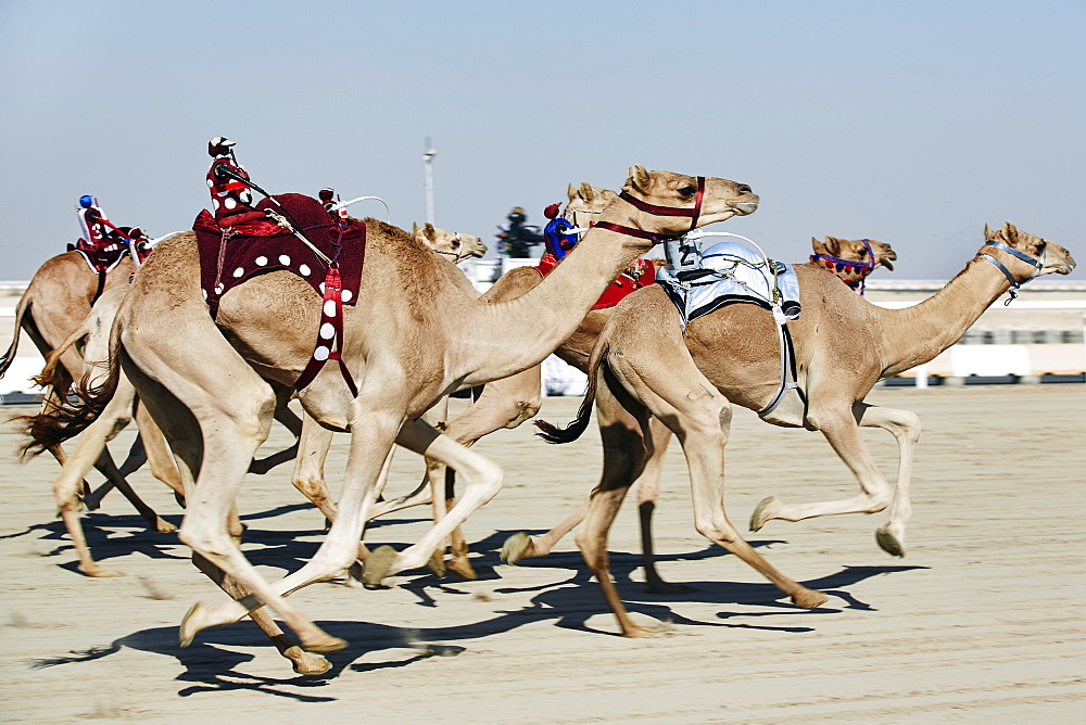 Camel racing at Al Shahaniya race track, 20km outside Doha, Qatar, Middle East